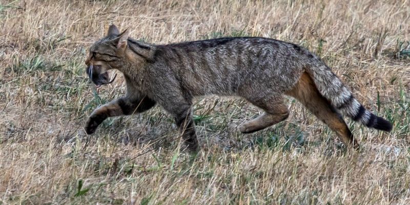 gato montés en Los Argüellos