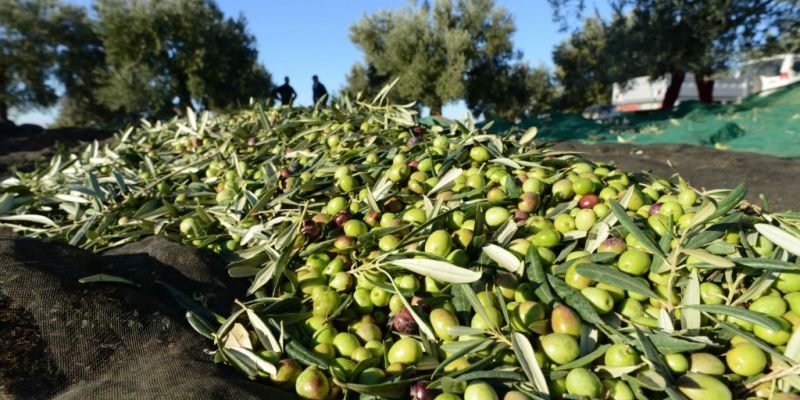 Por la ruta ecoturista del oro líquido