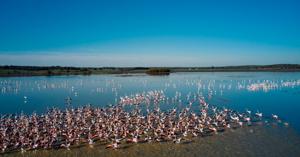 Doñana