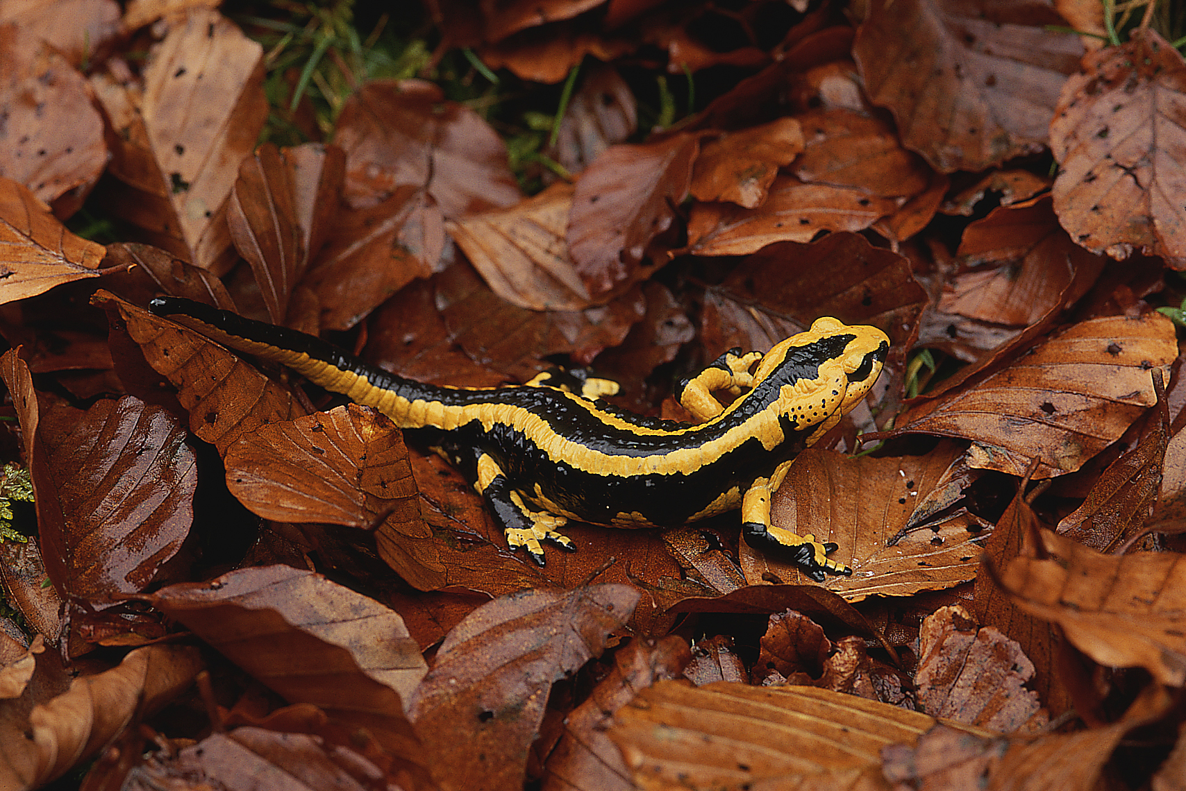 El día europeo de los parques naturales con el club ecoturismo en España y esta selección de parques entre los que se encuentra en Somiedo