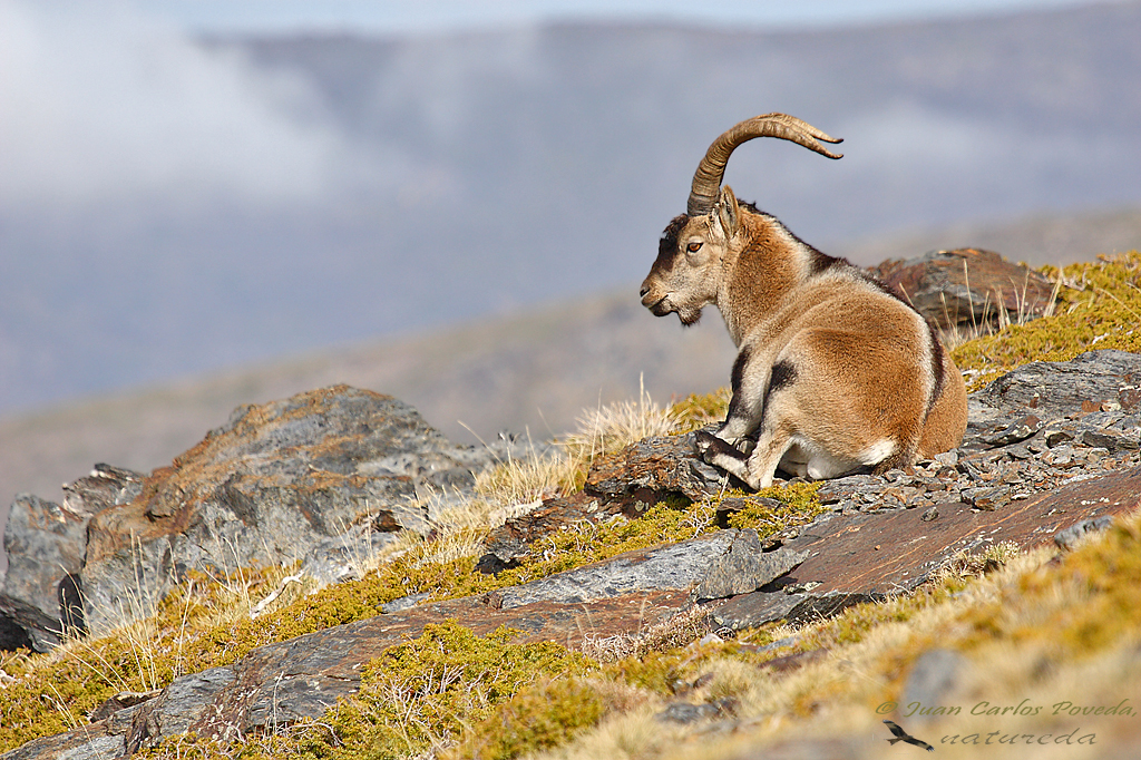 El día europeo de los parques naturales con el club ecoturismo en España y esta selección de parques entre los que se encuentra el de Sierra Nevada