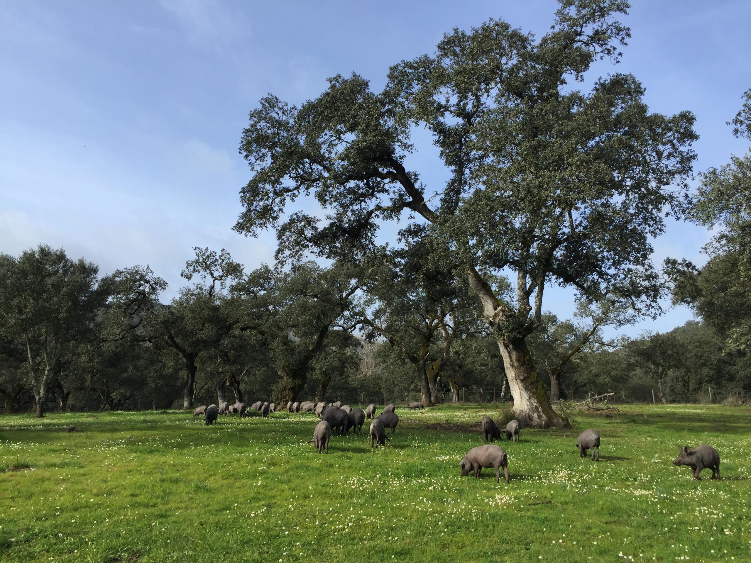 El día europeo de los parques naturales con el club ecoturismo en España y esta selección de parques entre los que se encuentra el de Sierra de Aracena y Picos de Aroche