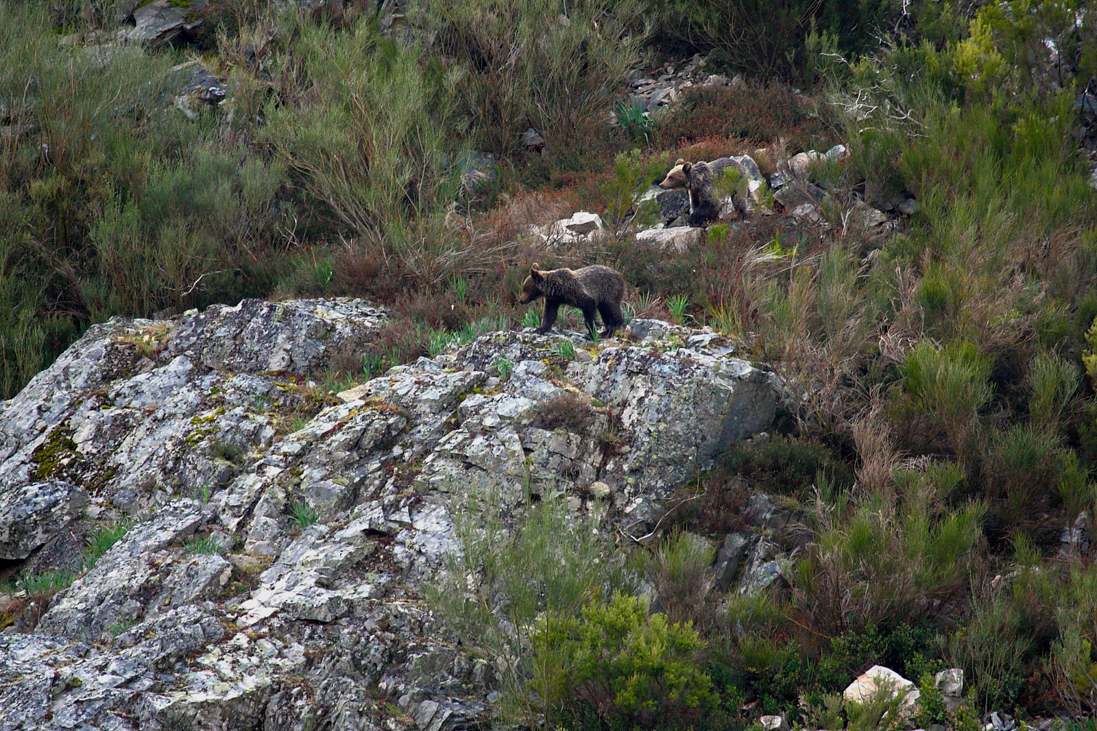 avistamiento oso pardo experiencia ecoturismo