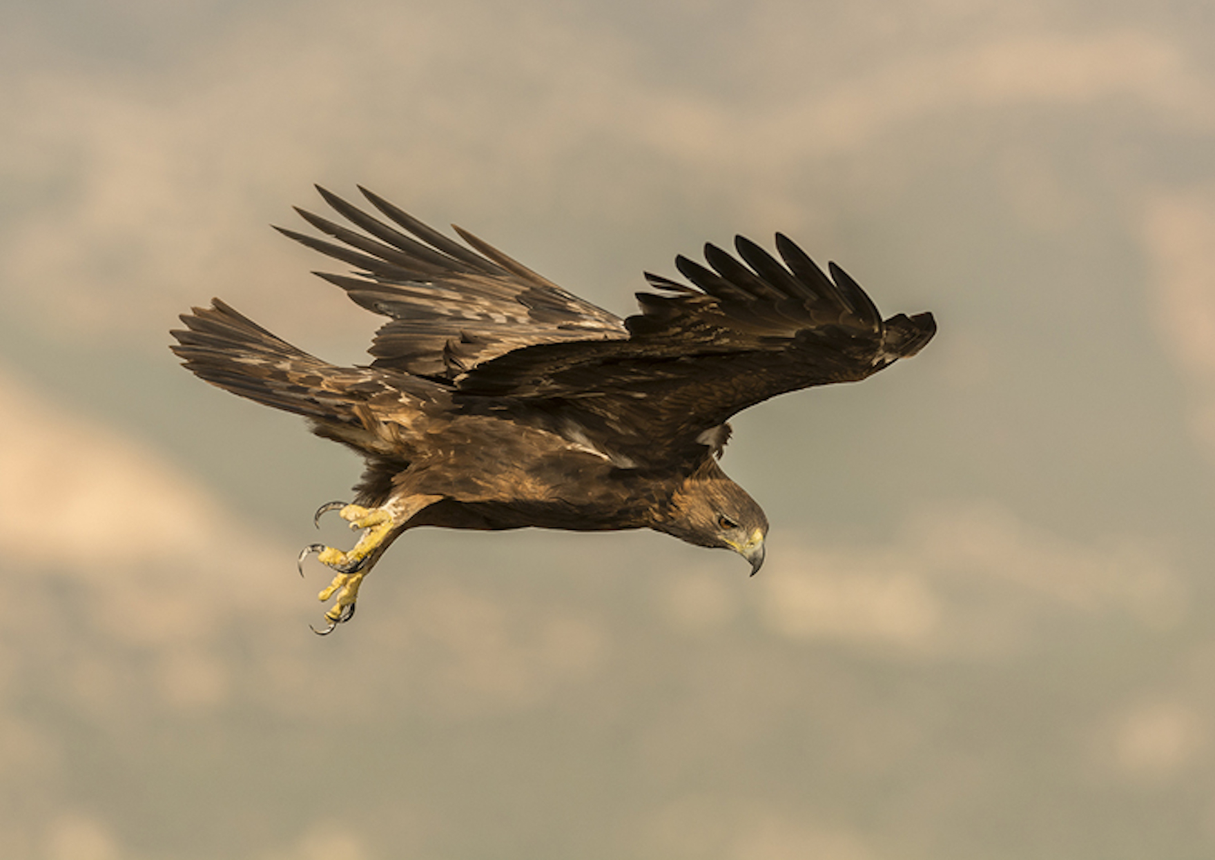 Experiencias birdwatching ecoturismo Sierra espuna